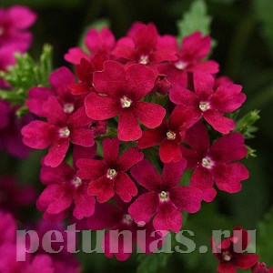 Вербена Quartz XP Bordeaux - 5 шт 10356 - фото 940