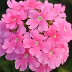 Вербена Quartz XP Pink - 5 шт 10357 - фото 941