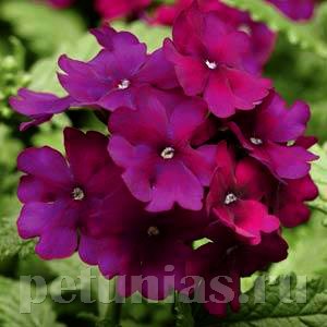 Вербена Quartz XP Purple - 5 шт 10358 - фото 942