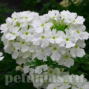 Вербена Quartz XP White - 5 шт 10363 - фото 948