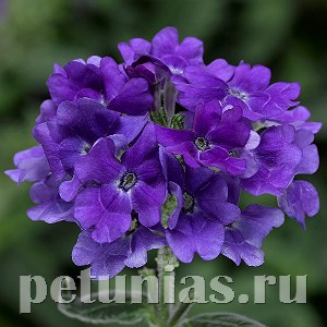 Вербена Tuscany Blue Imp - 5 шт 10364 - фото 949