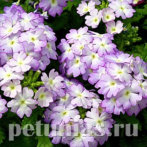 Вербена Tuscany Lavender Picotee - 5 шт 10366 - фото 951