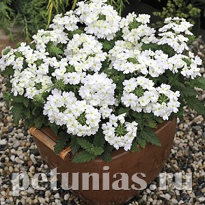 Вербена Tuscany White - 5 шт 10372 - фото 957