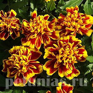 Бархатцы Bonanza Bee - 10 шт 10145 - фото 959