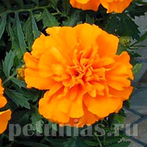 Бархатцы Bonanza Orange - 10 шт 10151 - фото 965