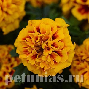 Бархатцы Hot Pak Fire - 10 шт 10156 - фото 970