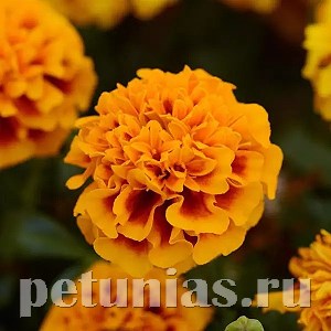 Бархатцы Hot Pak Flame - 10 шт 10157 - фото 971