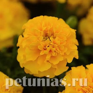 Бархатцы Hot Pak Gold - 10 шт 10158 - фото 972