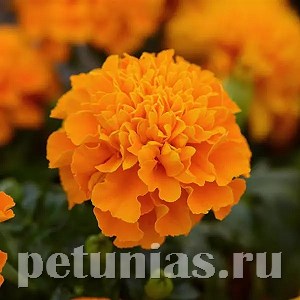 Бархатцы Hot Pak Orange - 10 шт 10160 - фото 974