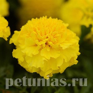 Бархатцы Hot Pak Yellow - 10 шт 10162 - фото 976