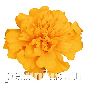 Бархатцы Super Hero Gold - 10 шт 10165 - фото 979
