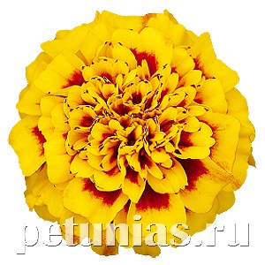 Бархатцы Super Hero Yellow Bee - 10 шт 10169 - фото 983