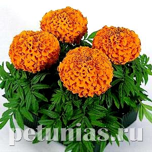 Бархатцы Antigua Orange - 5 шт 10171 - фото 986