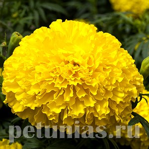 Бархатцы Big Top Yellow - 5 шт 10176 - фото 990