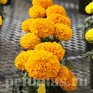 Бархатцы Cheerleader Orange - 5 шт 10178 - фото 992