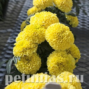 Бархатцы Cheerleader Yellow - 5 шт 10179 - фото 993