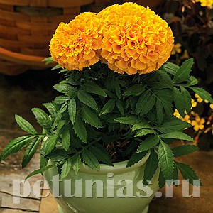 Бархатцы Proud Mari Gold - 5 шт 10182 - фото 996
