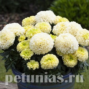 Бархатцы WhiteGold Mini - 5 шт 10190
