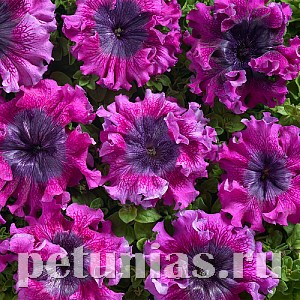 Петуния Nana Dark Purple - 5 шт 10950