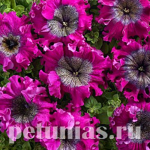 Петуния Nana Wine Red - 5 шт 10952