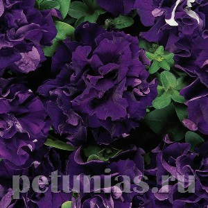 Петуния махровая Double Cascade Blue - 10 шт 11067
