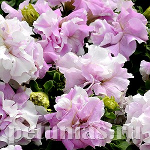 Петуния махровая Double Cascade Orchid Mist - 10 шт 11069