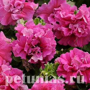 Петуния махровая Double Cascade Pink - 10 шт 11070