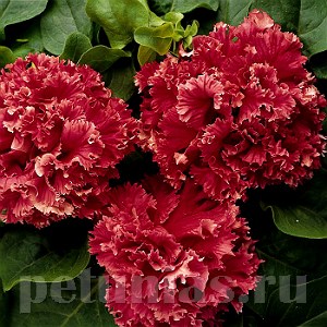 Петуния махровая Double Cascade Valentine - 10 шт 11071