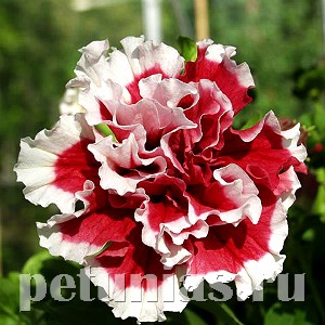 Петуния махровая Pirouette Red - 10 шт 11073