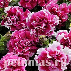 Петуния махровая Pirouette Rose - 10 шт 11074