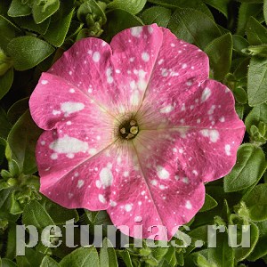 Петуния Dot Star Rose - 5 шт 11081