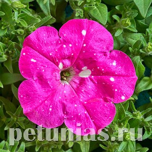 Петуния Dot Star Deep Pink - 5 шт 11079