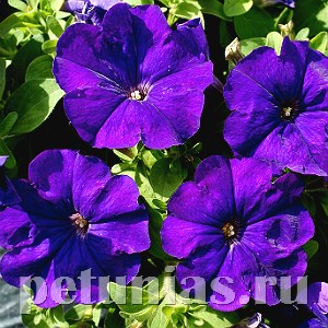Петуния Mambo GP Mid Blue - 10 шт 11086