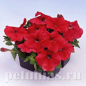 Петуния Mambo GP Red - 10 шт 11091