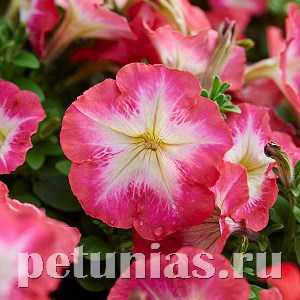 Петуния Mambo GP Red Morn - 10 шт 11092