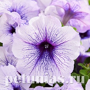 Петуния Mambo GP Silver Blue - 10 шт 11094