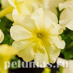 Петуния Mambo GP Yellow Lime - 10 шт 11098