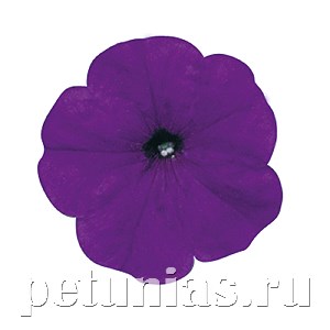 Петуния Merlin Blue Morn - 10 шт 11099
