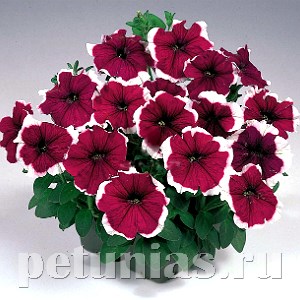Петуния Merlin Burgundy Picotee - 10 шт 11101