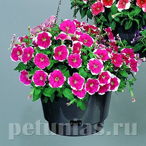 Петуния Merlin Rose Picotee - 10 шт 11106