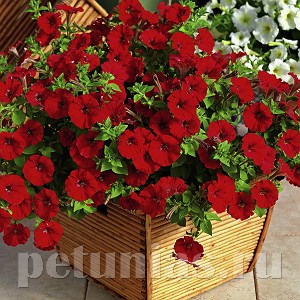 Петуния Picobella Red - 5 шт 11114