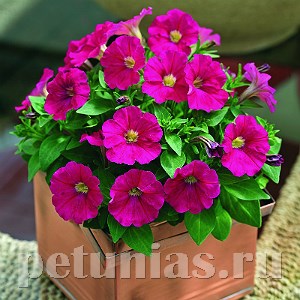 Петуния Picobella Rose - 5 шт 11115