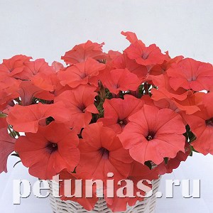 Петуния гибридная Amore Mio Orange Red - 5 шт 10837