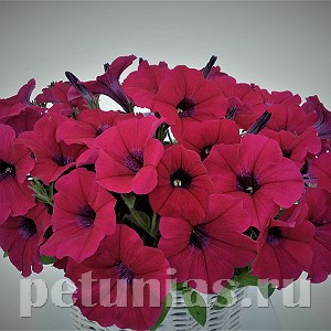 Петуния гибридная Amore Mio Violet - 5 шт 10838