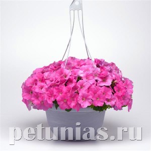 Петуния Easy Wave E3 Pink - 3 шт 10842