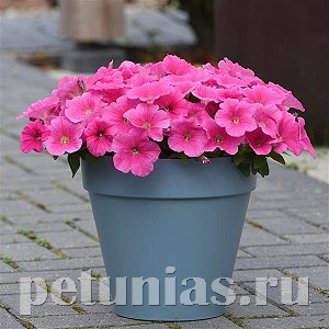 Петуния Easy Wave E3 Pink Cosmo - 3 шт 10843