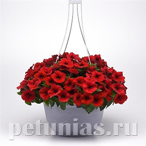 Петуния Easy Wave E3 Red - 3 шт 10844