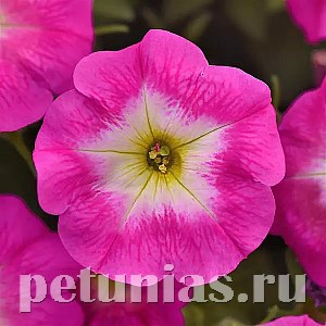 Петуния Easy Wave E3 Rose Morn - 3 шт 10845