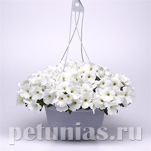 Петуния Easy Wave E3 White - 3 шт 10848
