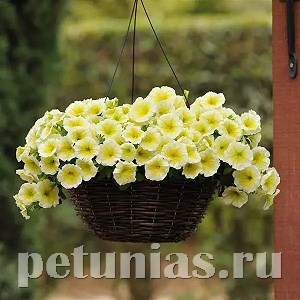 Петуния Easy Wave E3 Yellow - 3 шт 10849